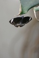 DSC05431
