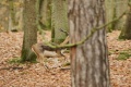 DSC09113_tronc2